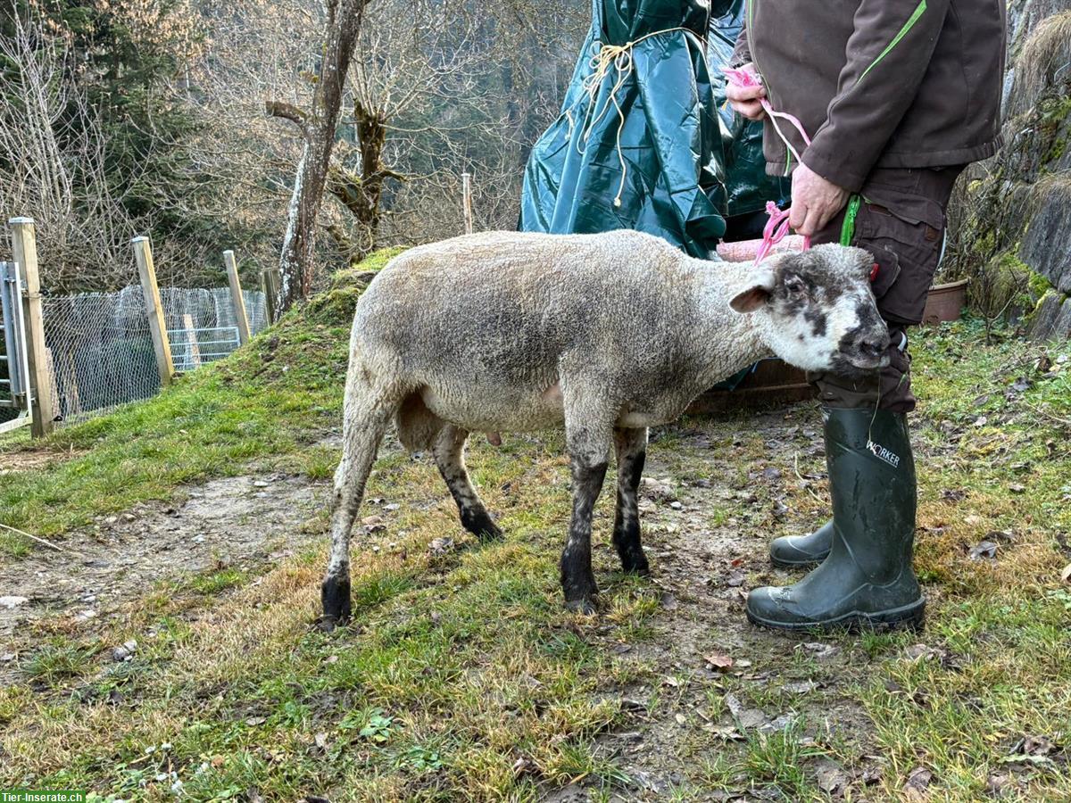 Bild 4: Texel x SBS Schafbock zu verkaufen
