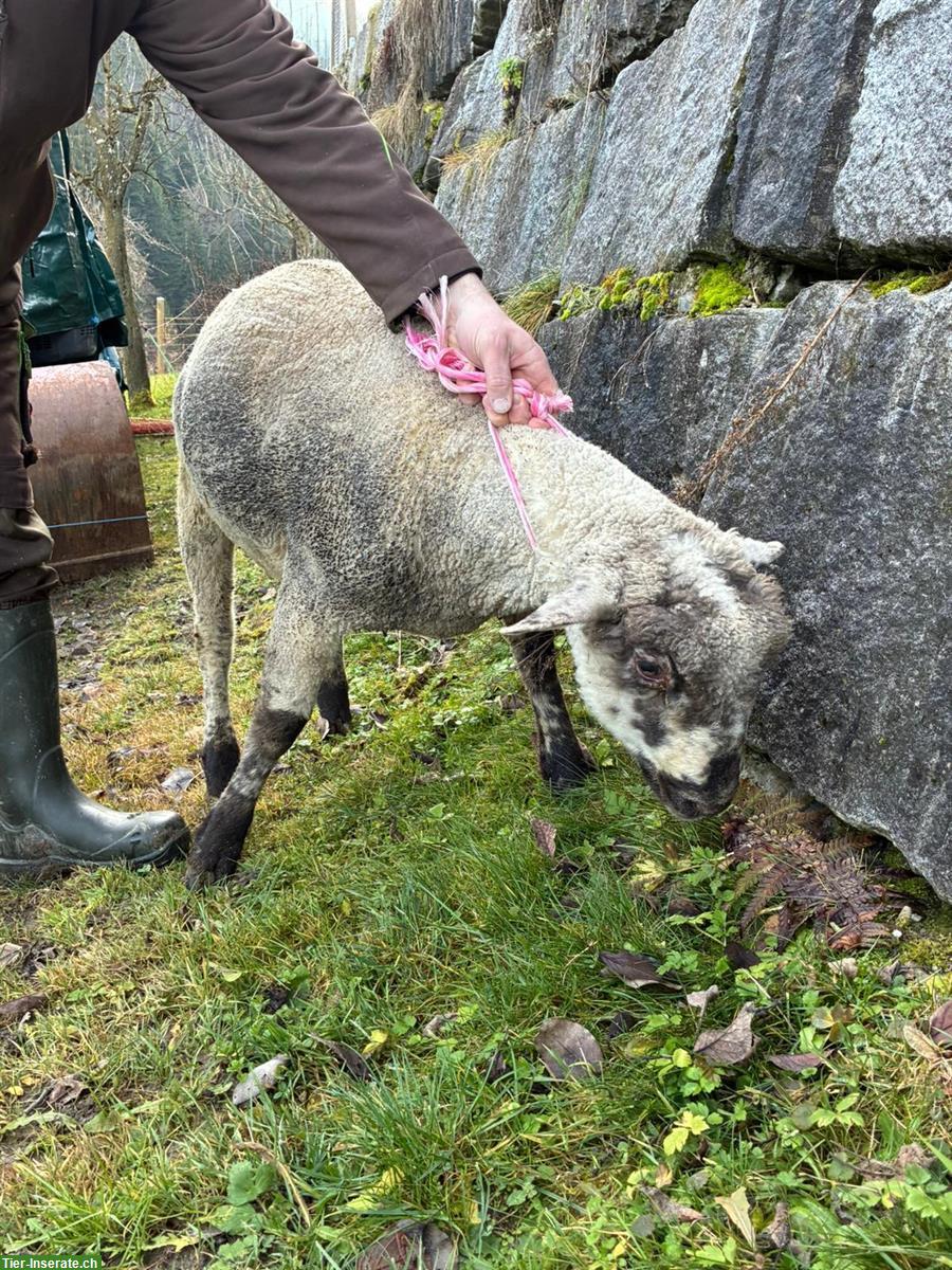 Bild 5: Texel x SBS Schafbock zu verkaufen