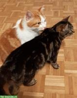 Katzengeschwister, 6-jährig, suchen Zuhause mit Freigang