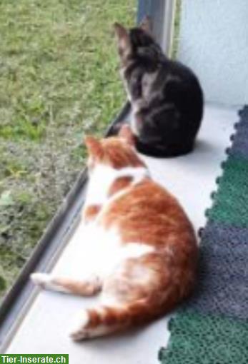 Bild 2: Katzengeschwister, 6-jährig, suchen Zuhause mit Freigang