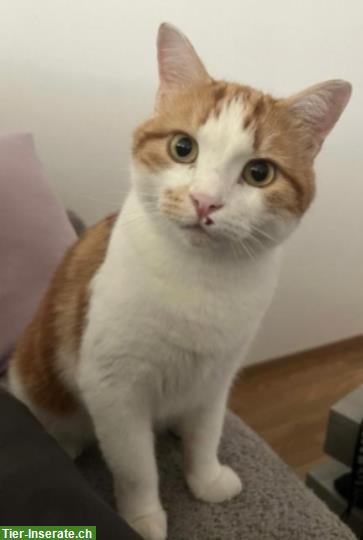 Bild 3: Katzengeschwister, 6-jährig, suchen Zuhause mit Freigang