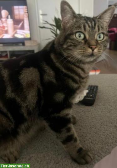 Bild 4: Katzengeschwister, 6-jährig, suchen Zuhause mit Freigang