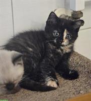 BKH Kitten suchen dich, weiblich + männlich