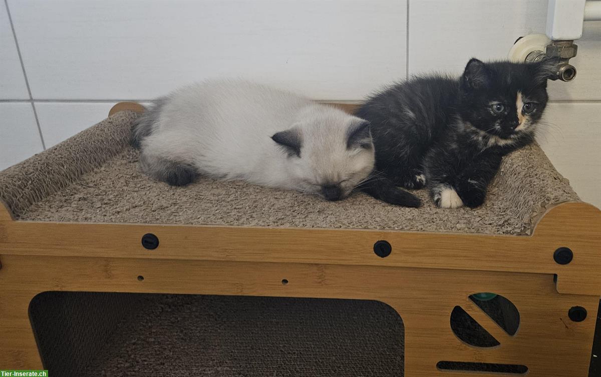 Bild 2: BKH Kitten suchen dich, weiblich + männlich