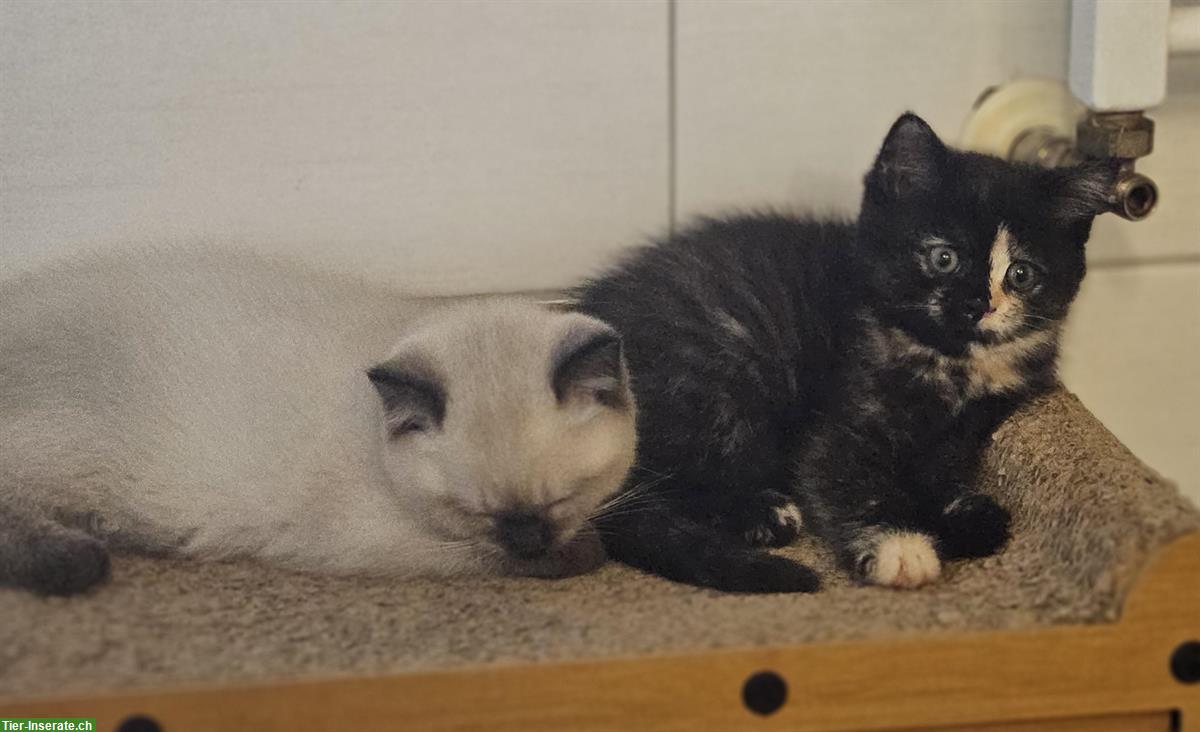 Bild 3: BKH Kitten suchen dich, weiblich + männlich