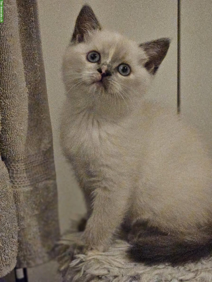 Bild 4: BKH Kitten suchen dich, weiblich + männlich