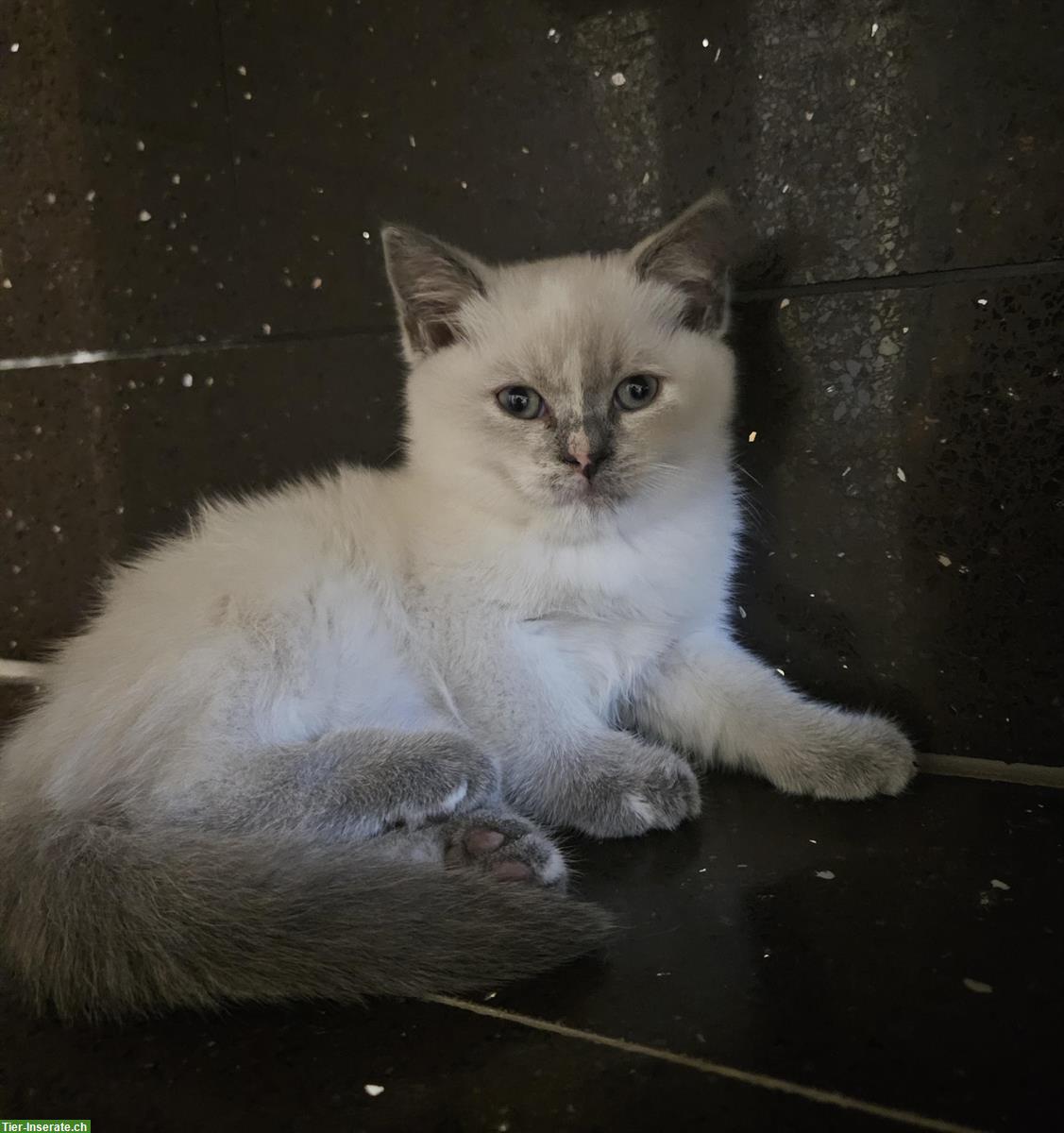 Bild 5: BKH Kitten suchen dich, weiblich + männlich