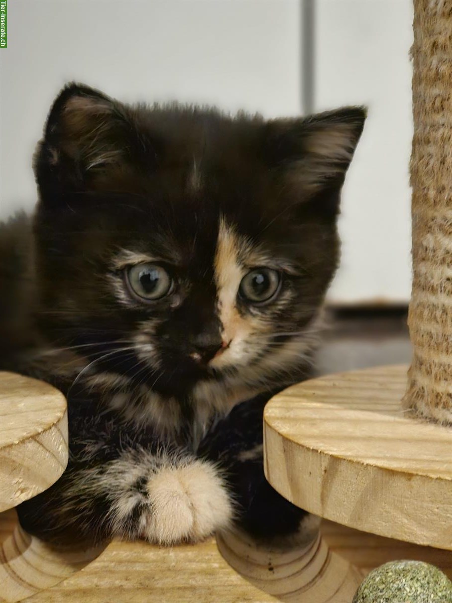 Bild 6: BKH Kitten suchen dich, weiblich + männlich