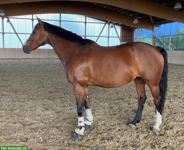 Bild 2: Pflege- und Spazierbeteiligung in Altavilla, Murten FR