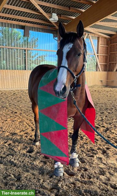 Bild 3: Pflege- und Spazierbeteiligung in Altavilla, Murten FR