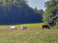 Freier Platz in Gruppen-Freilaufstall in Kloten ZH