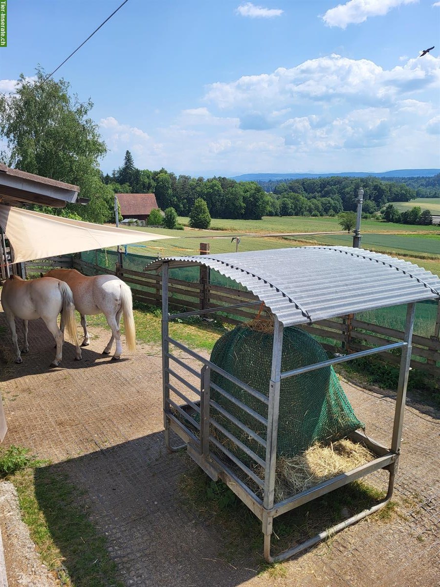 Bild 2: Freier Platz in Gruppen-Freilaufstall in Kloten ZH