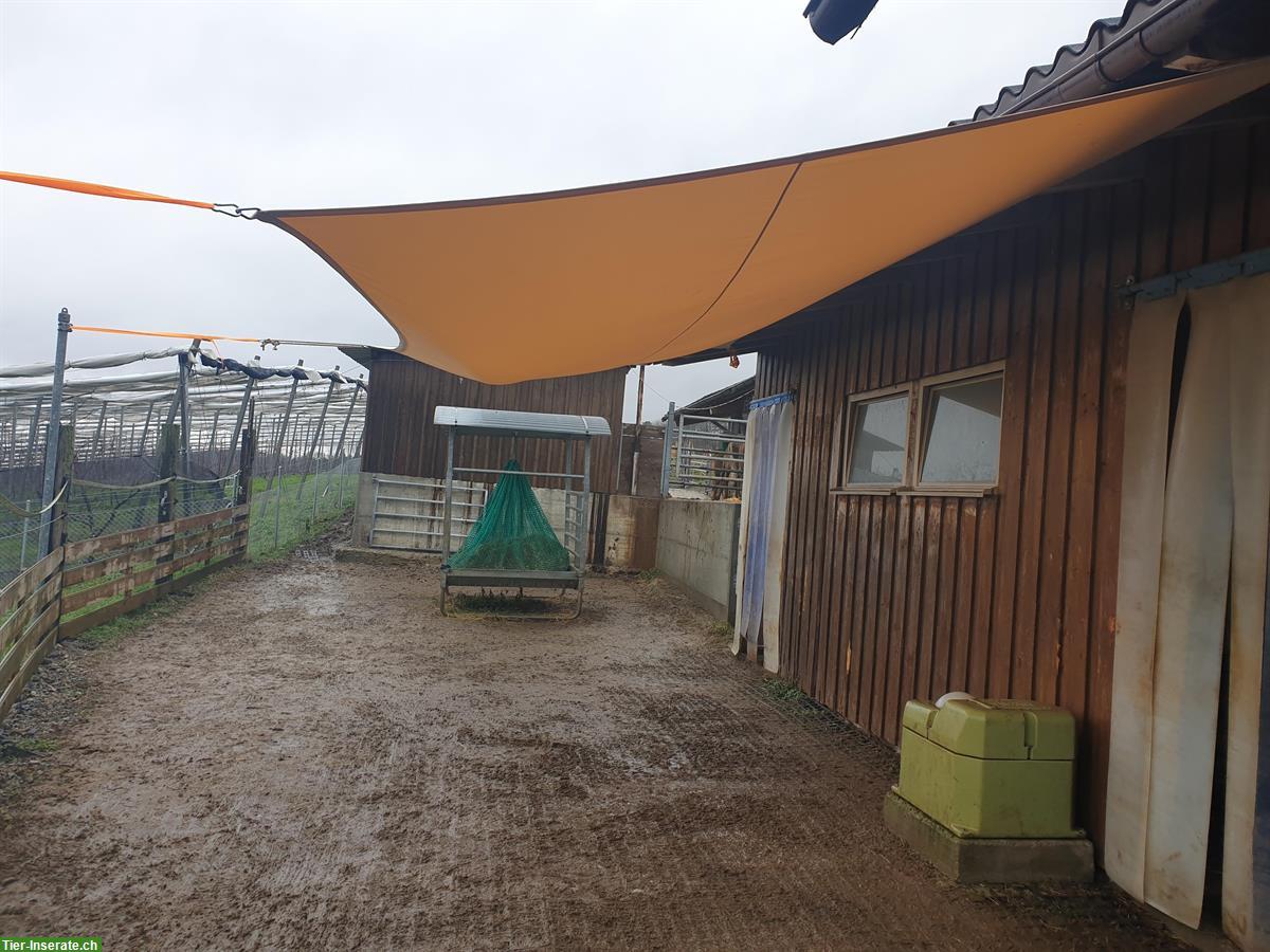 Bild 3: Freier Platz in Gruppen-Freilaufstall in Kloten ZH