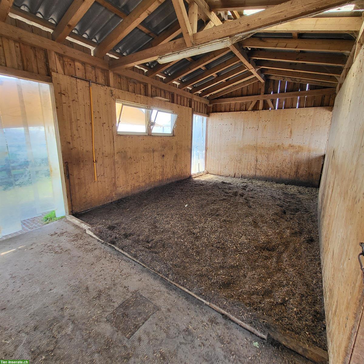 Bild 4: Freier Platz in Gruppen-Freilaufstall in Kloten ZH