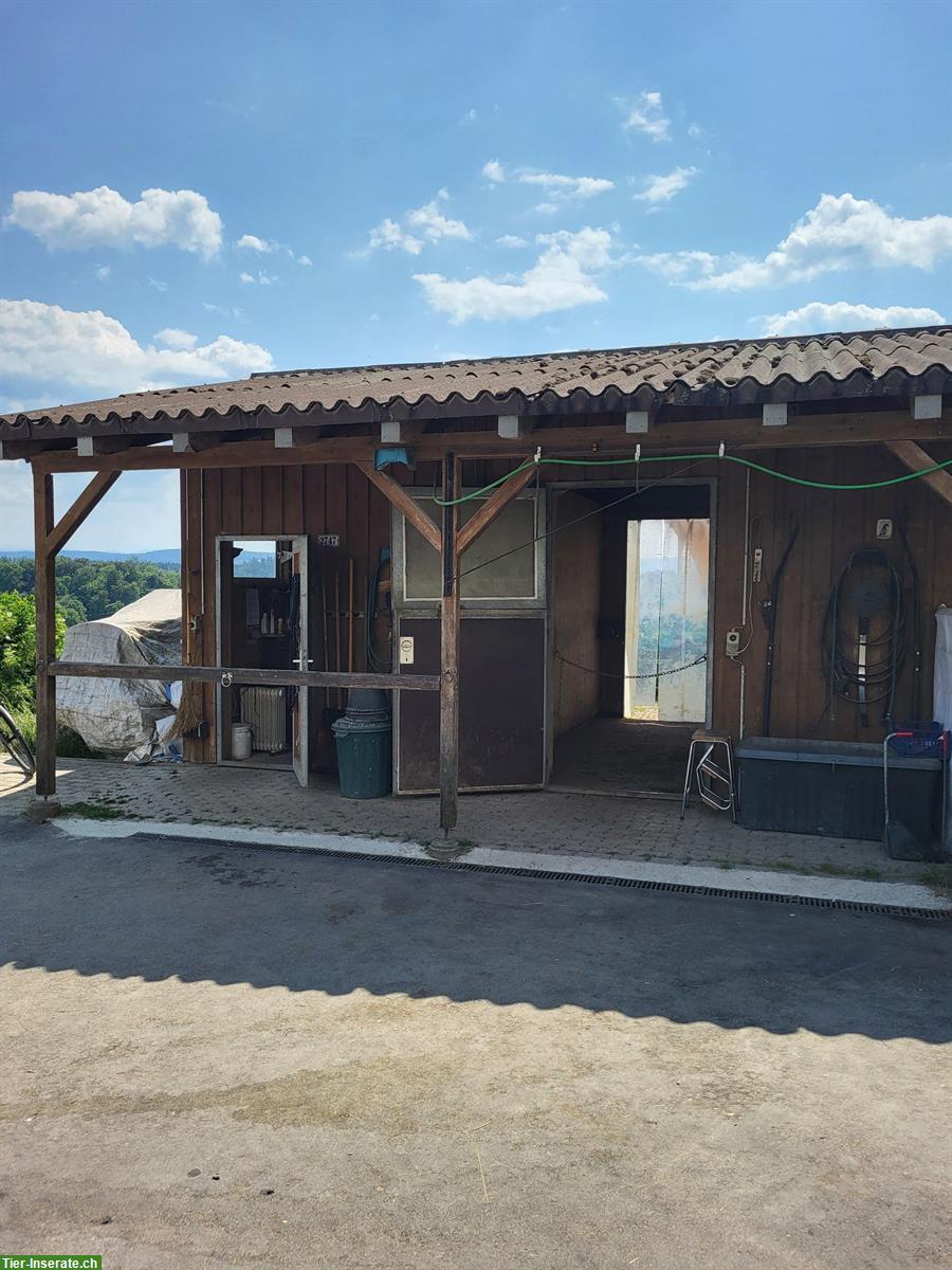 Bild 5: Freier Platz in Gruppen-Freilaufstall in Kloten ZH