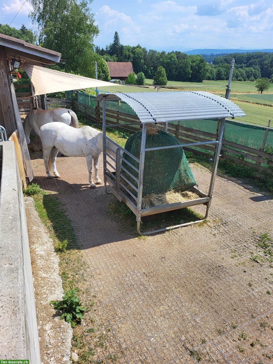 Bild 6: Freier Platz in Gruppen-Freilaufstall in Kloten ZH