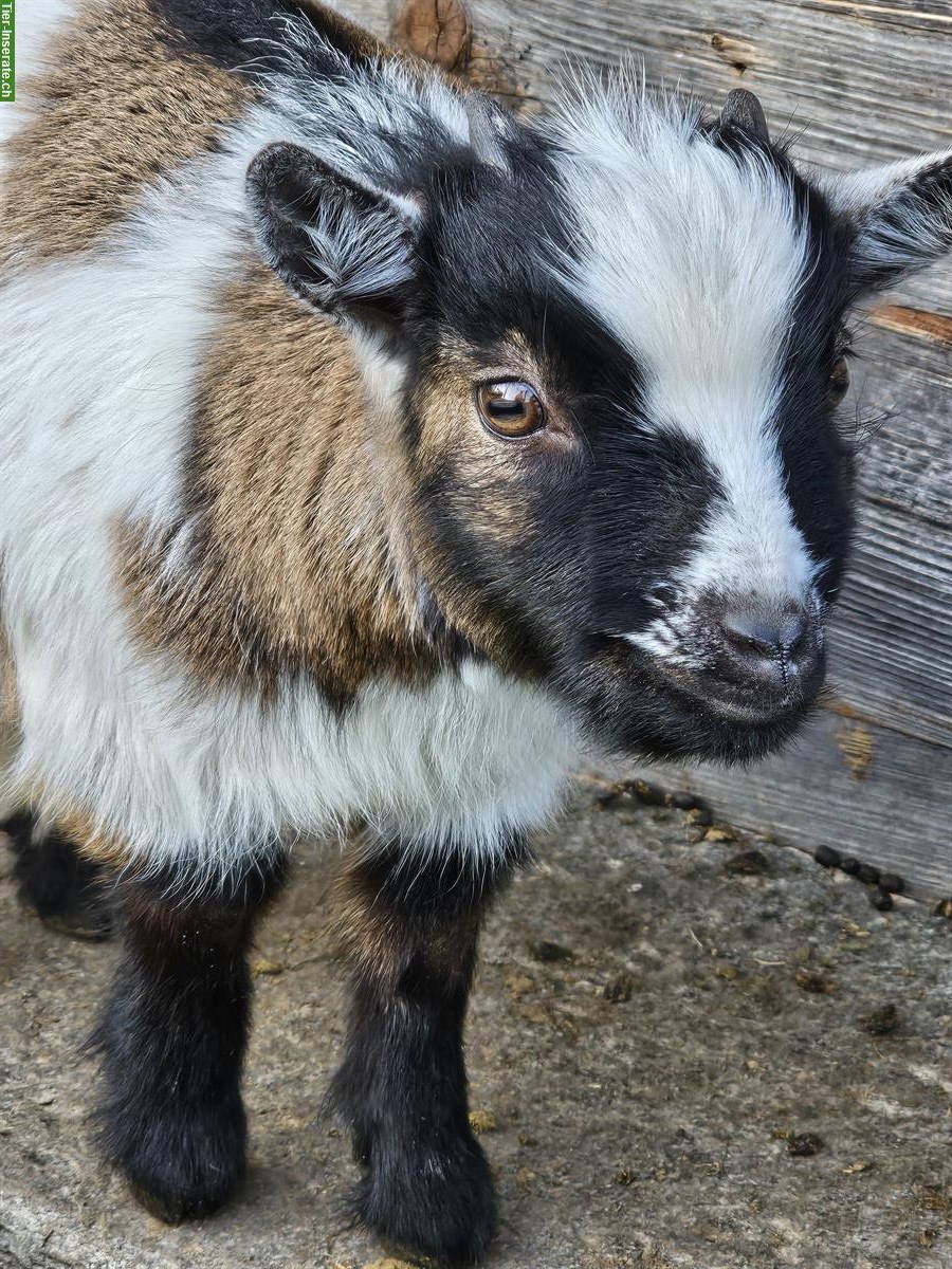Junger Zwergziegenbock, für Zucht geeignet