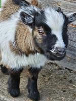 Junger Zwergziegenbock, für Zucht geeignet