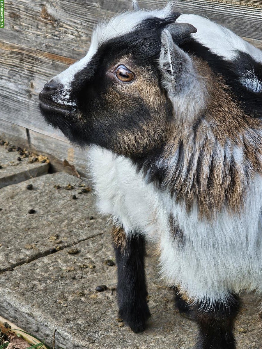 Bild 2: Junger Zwergziegenbock, für Zucht geeignet