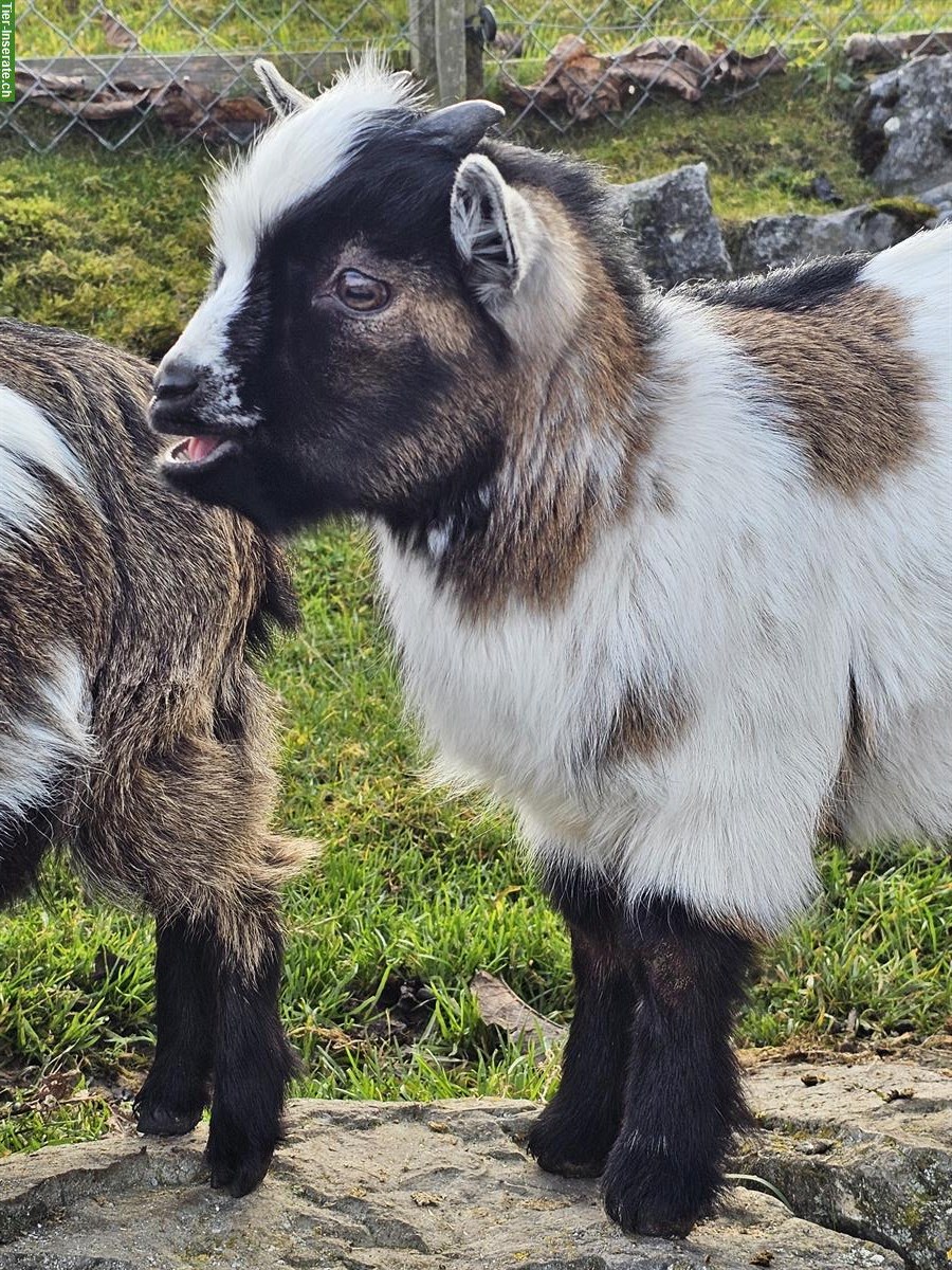 Bild 3: Junger Zwergziegenbock, für Zucht geeignet