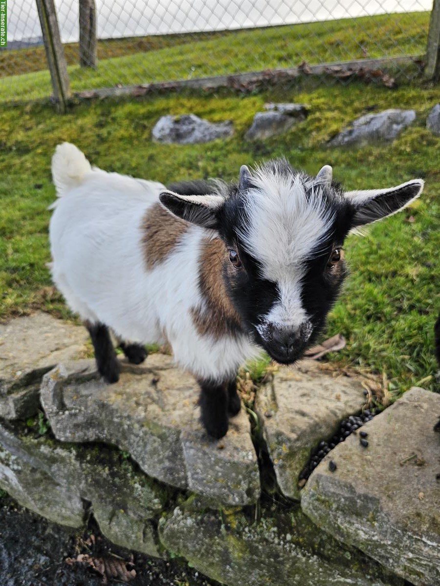 Bild 4: Junger Zwergziegenbock, für Zucht geeignet