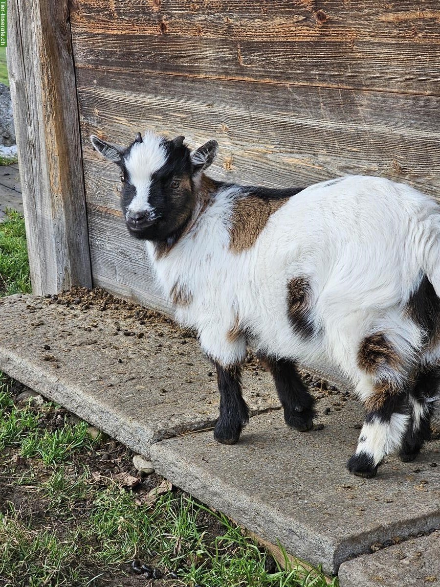 Bild 5: Junger Zwergziegenbock, für Zucht geeignet
