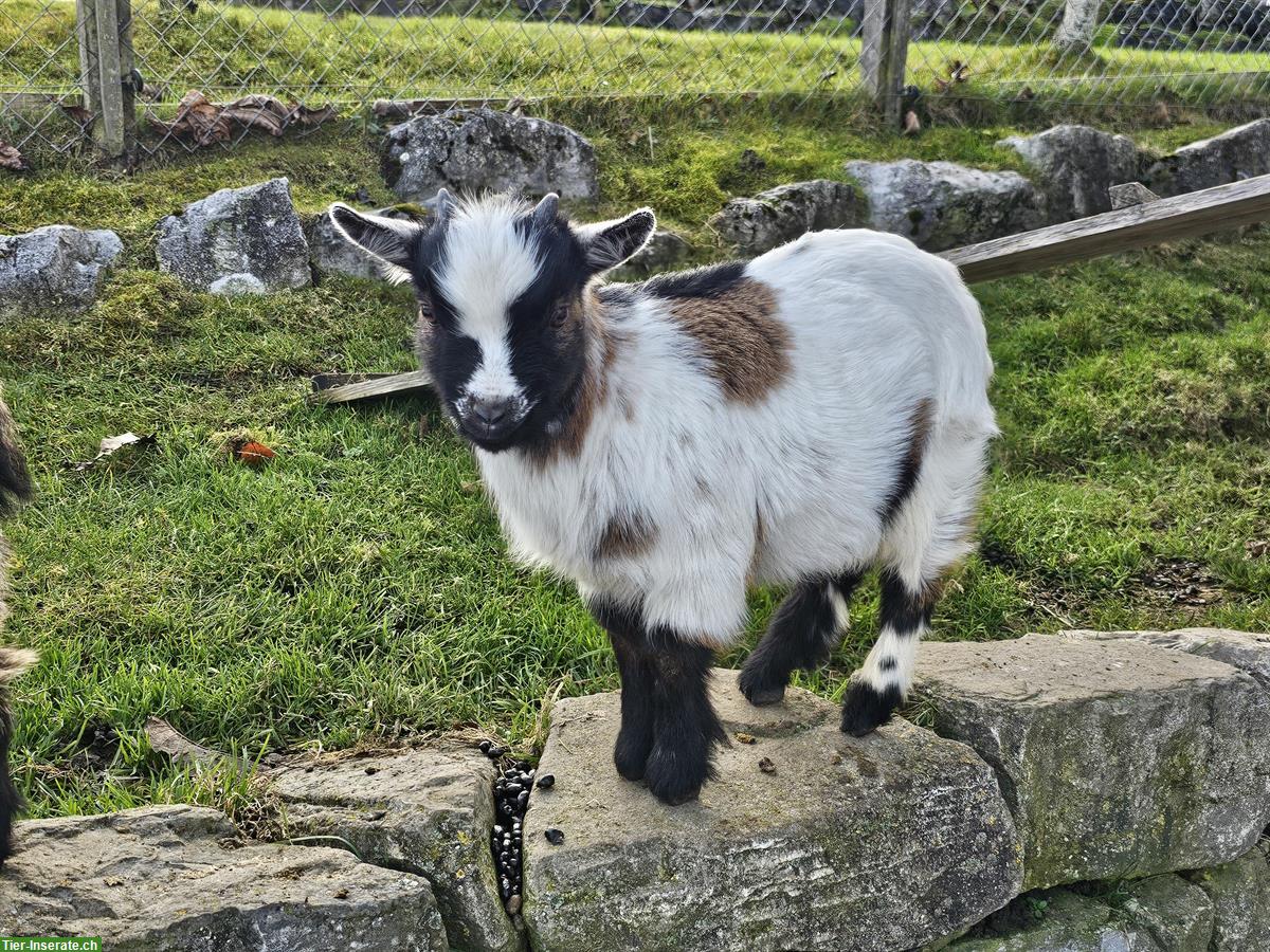 Bild 6: Junger Zwergziegenbock, für Zucht geeignet