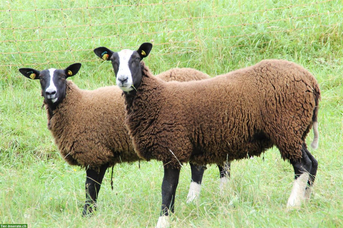 Zwartbles Schafe (trächtig) zu verkaufen