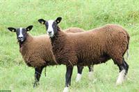 Zwartbles Schafe (trächtig) zu verkaufen