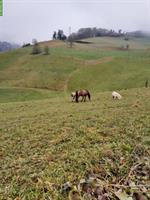 Freier Offenstallplatz in Krauchthal BE