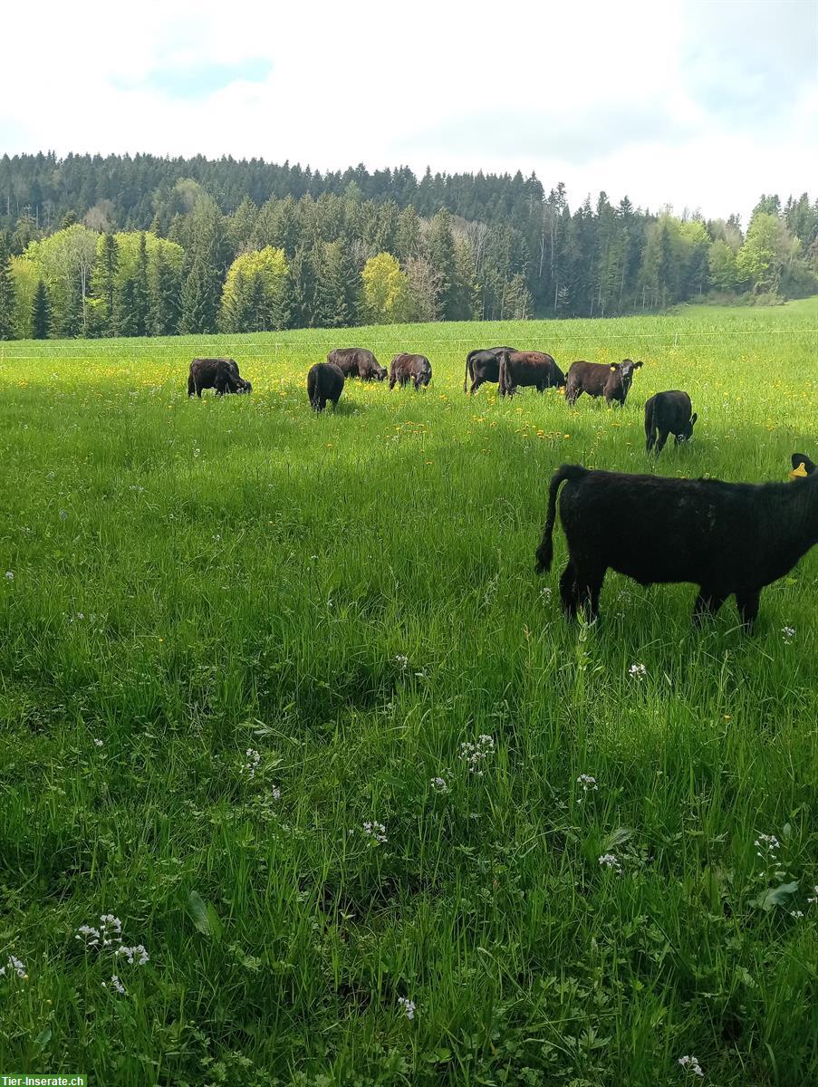 Dexter- oder Lowline-Stier gesucht, sprungfähig