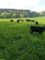 Dexter- oder Lowline-Stier gesucht, sprungfähig