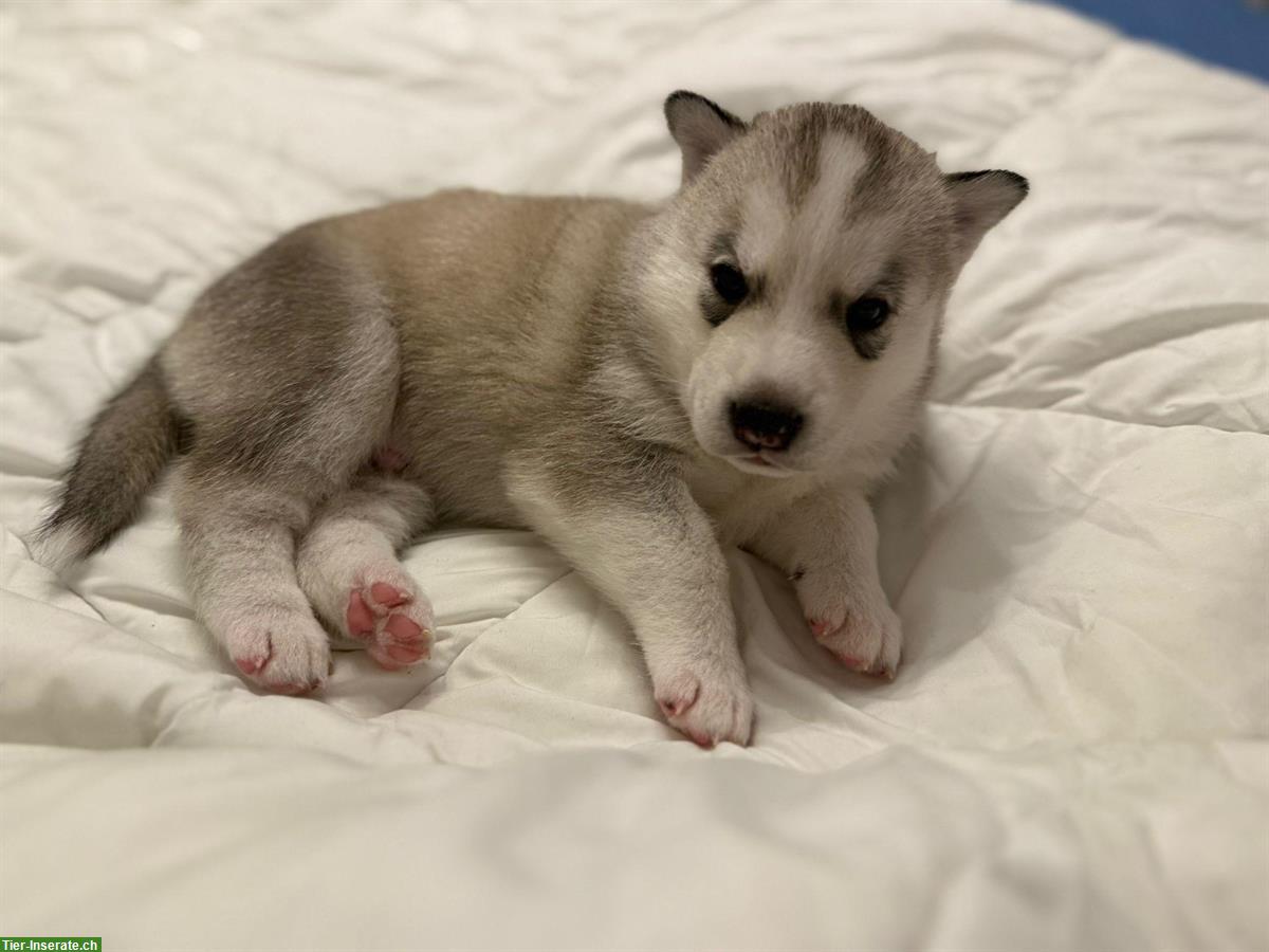 Siberian Husky Welpen, weiss, schwarz-weiss, grau