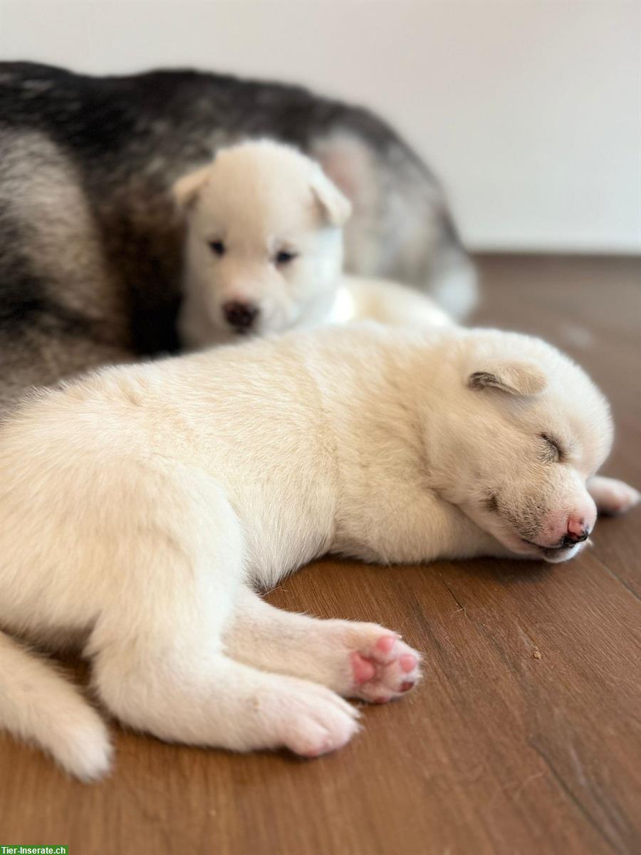 Bild 2: Siberian Husky Welpen, weiss, schwarz-weiss, grau