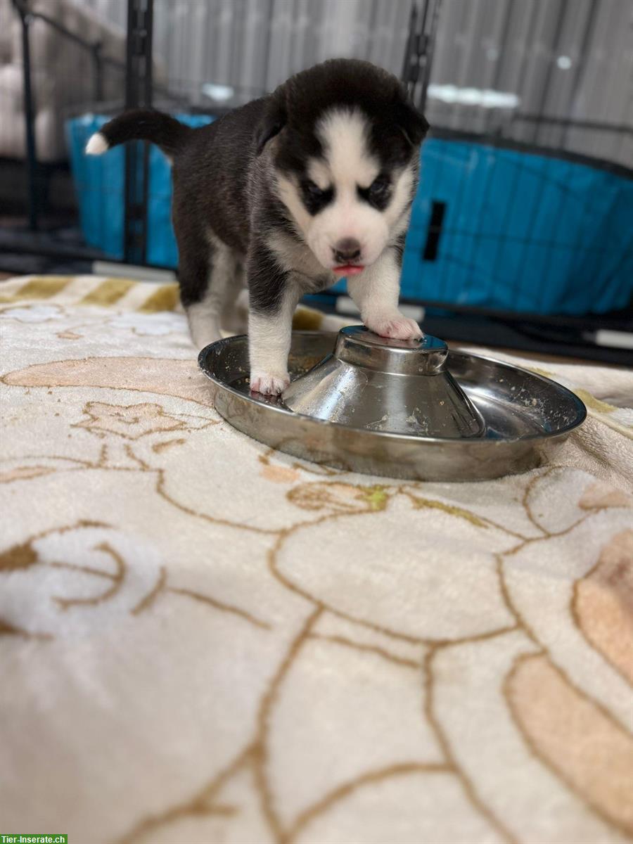 Bild 3: Siberian Husky Welpen, weiss, schwarz-weiss, grau