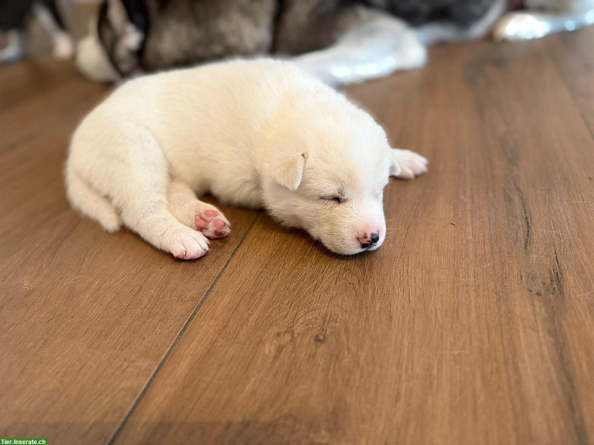 Bild 4: Siberian Husky Welpen, weiss, schwarz-weiss, grau