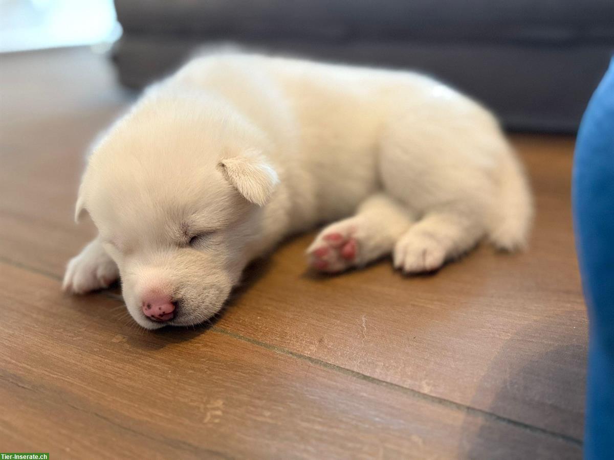 Bild 5: Siberian Husky Welpen, weiss, schwarz-weiss, grau