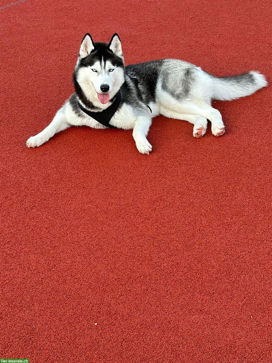 Bild 6: Siberian Husky Welpen, weiss, schwarz-weiss, grau