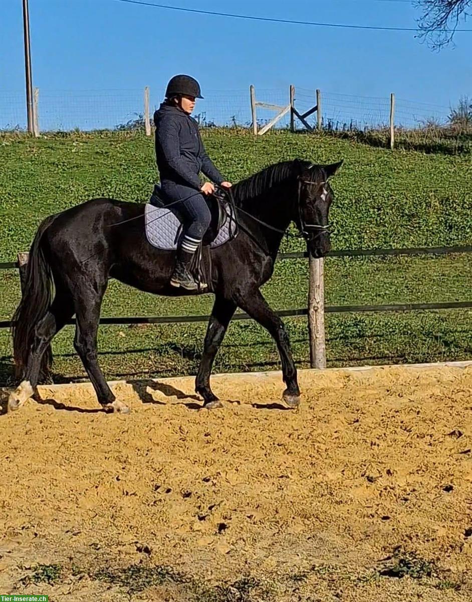 Bild 3: KWPN Wallach, 3-jährig, Fürst Romancier