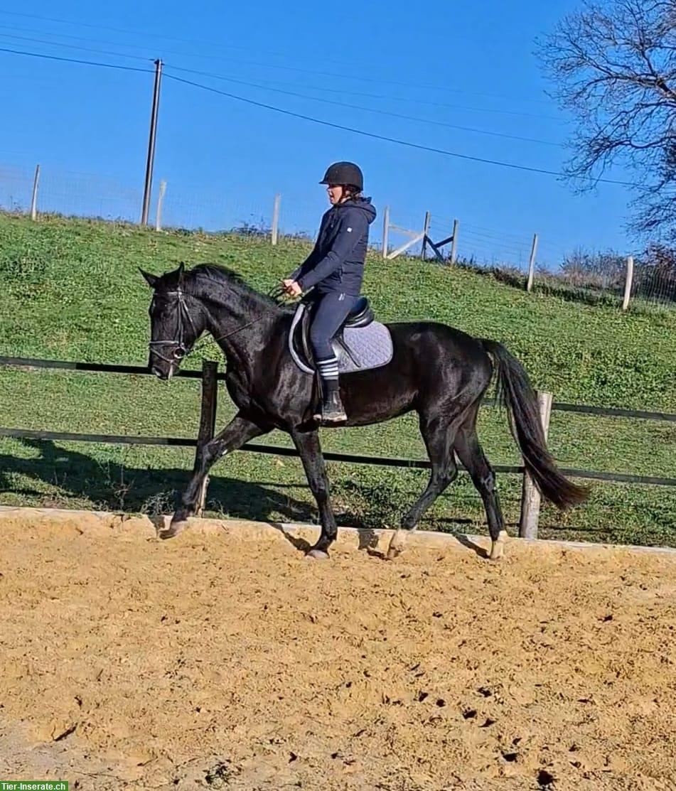 Bild 4: KWPN Wallach, 3-jährig, Fürst Romancier