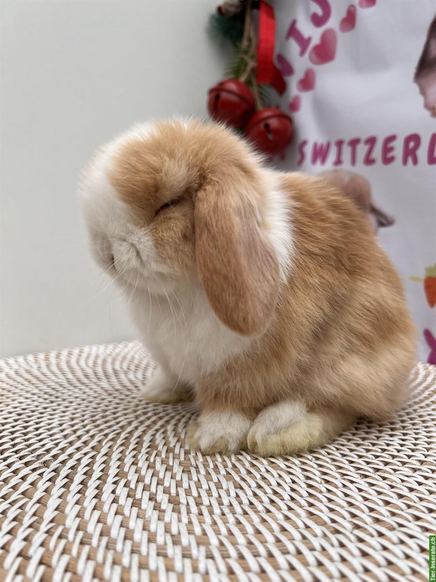 Bild 2: Junge Minilop Zwergwidder Zwergkaninchen, männlich