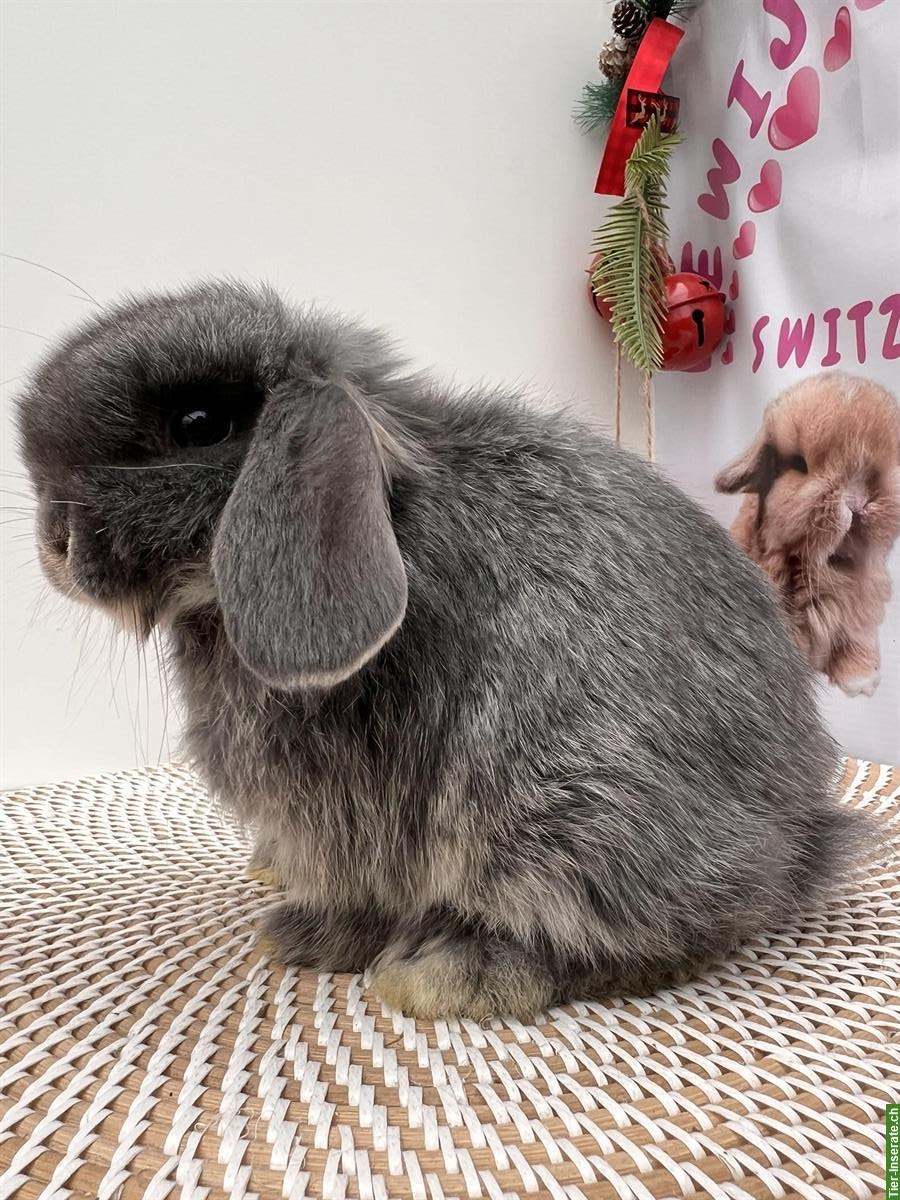 Bild 3: Junge Minilop Zwergwidder Zwergkaninchen, männlich