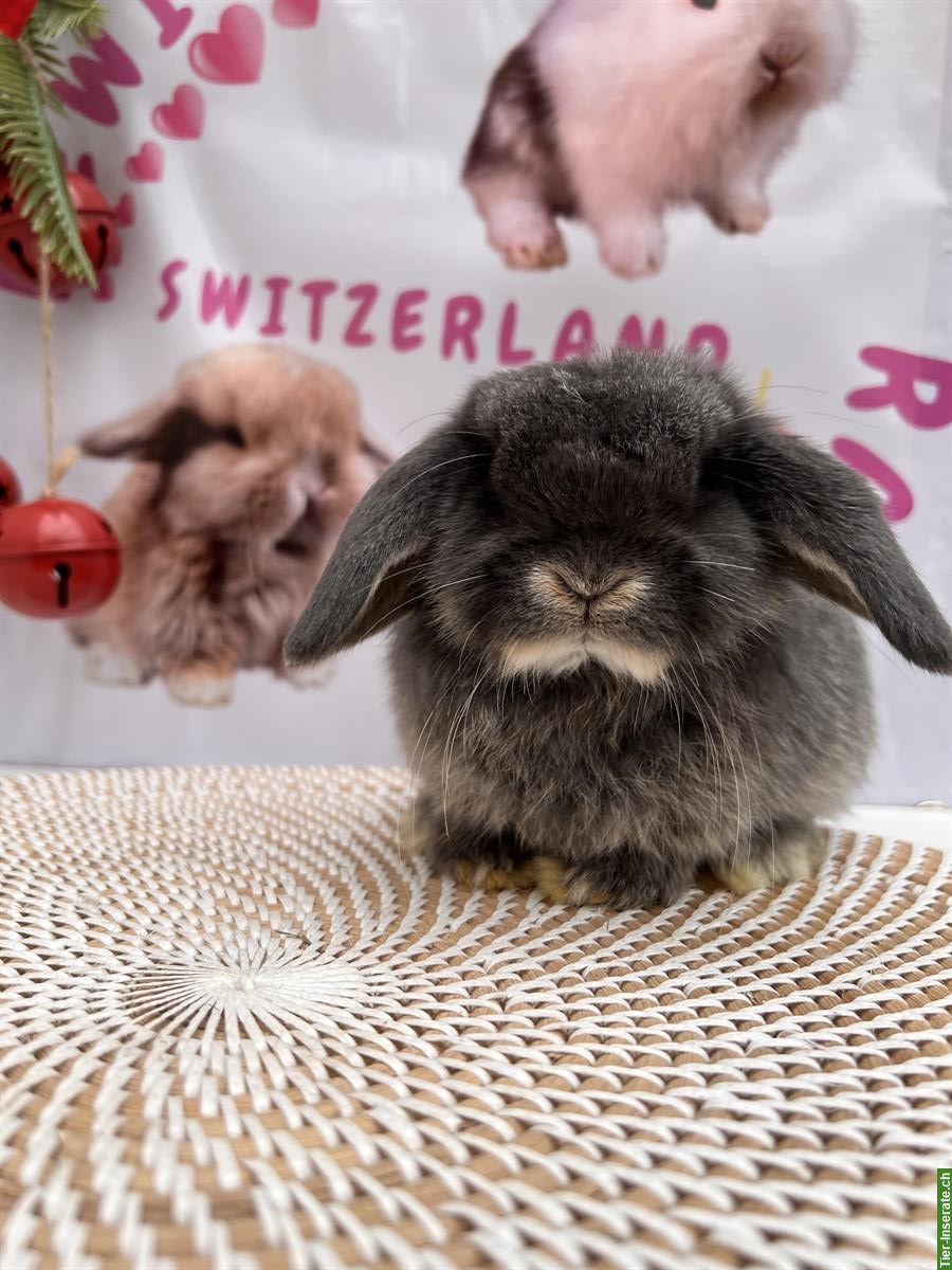 Bild 4: Junge Minilop Zwergwidder Zwergkaninchen, männlich