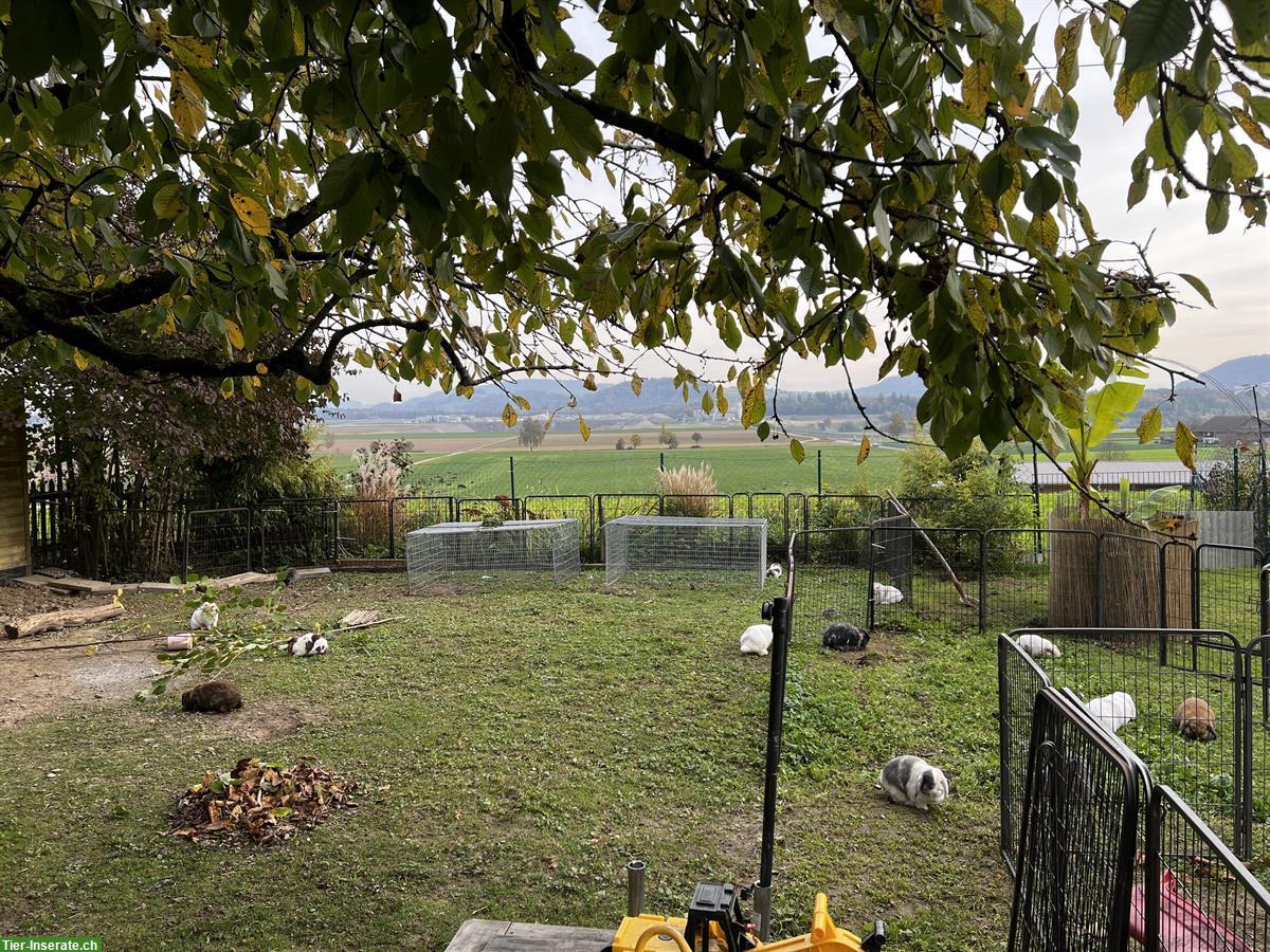 Bild 5: Junge Minilop Zwergwidder Zwergkaninchen, männlich