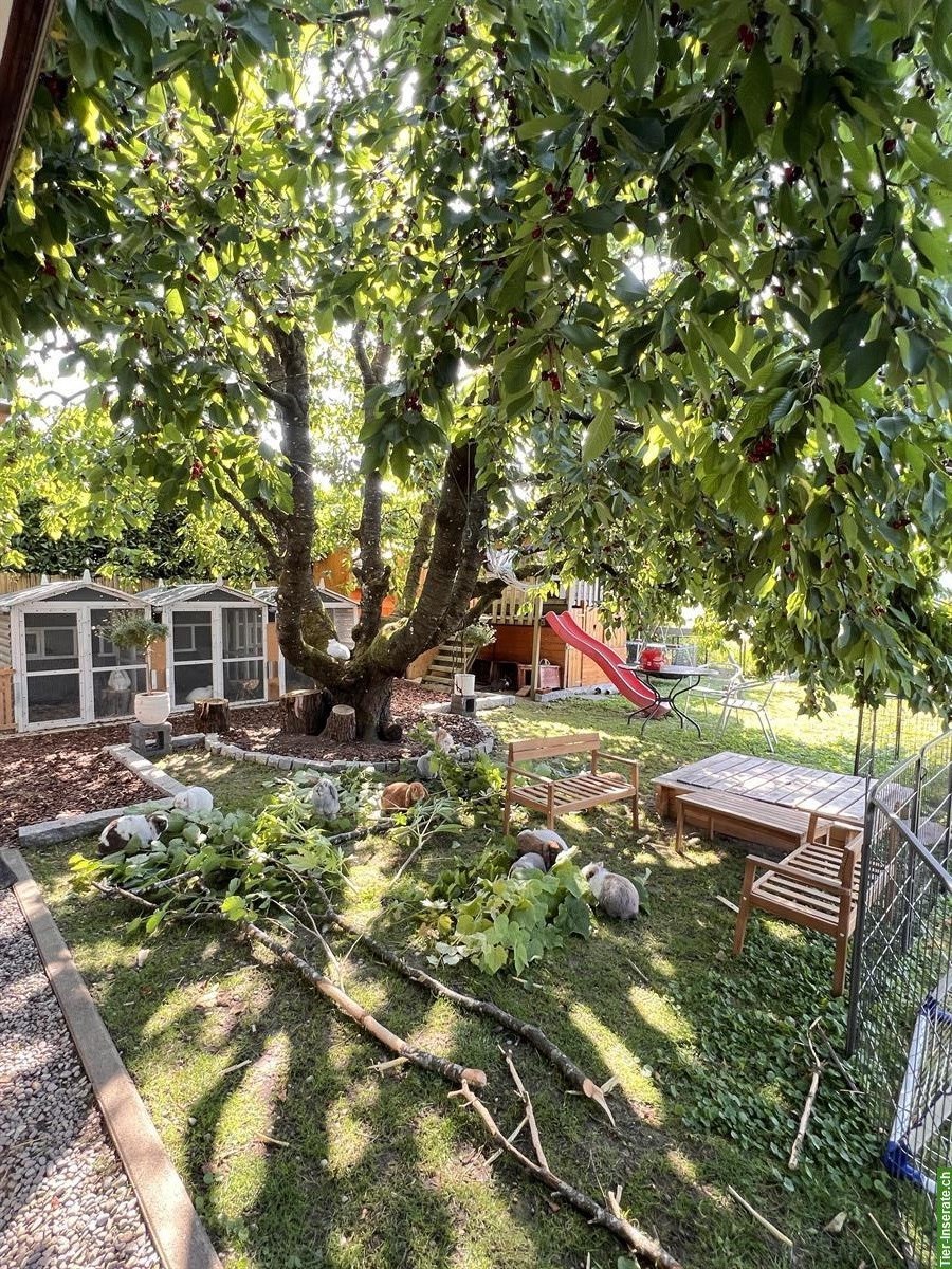 Bild 7: Junge Minilop Zwergwidder Zwergkaninchen, männlich