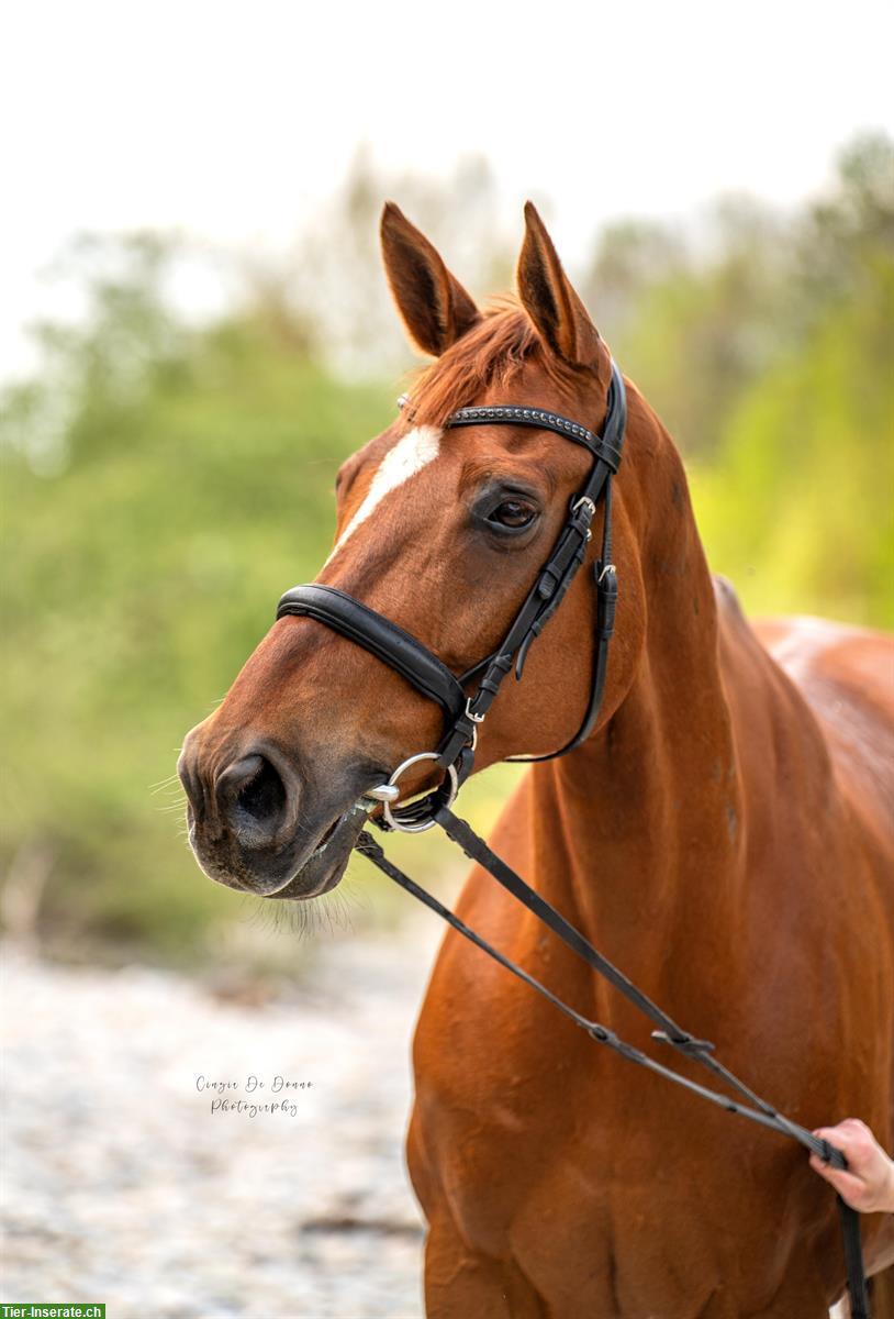 Reit-/Pflegebeteiligung für Wallach, Region Bern