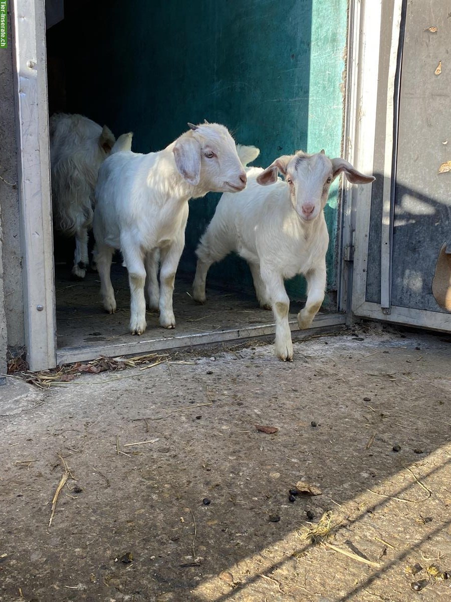 Junge Stiefelziege x Burenziege Gitzi