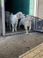 Junge Stiefelziege x Burenziege Gitzi