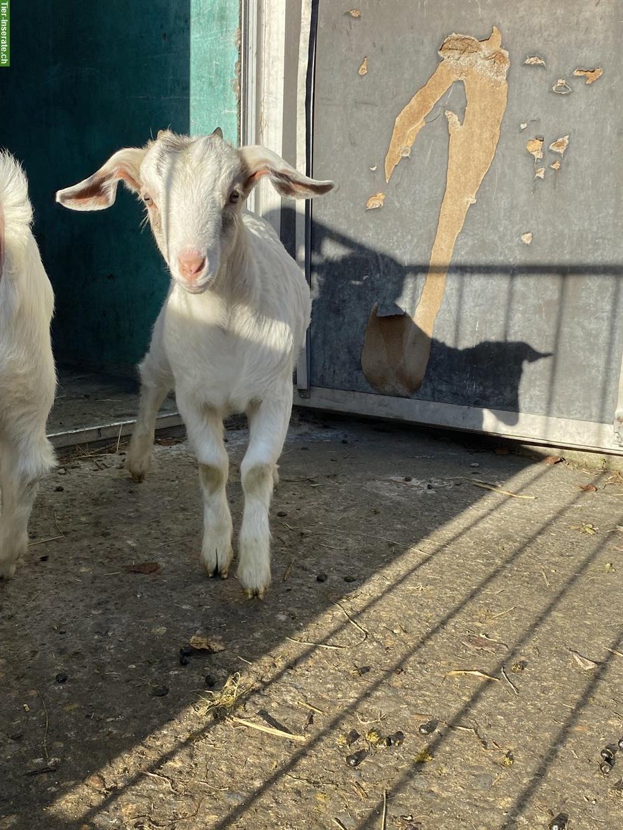 Bild 2: Junge Stiefelziege x Burenziege Gitzi