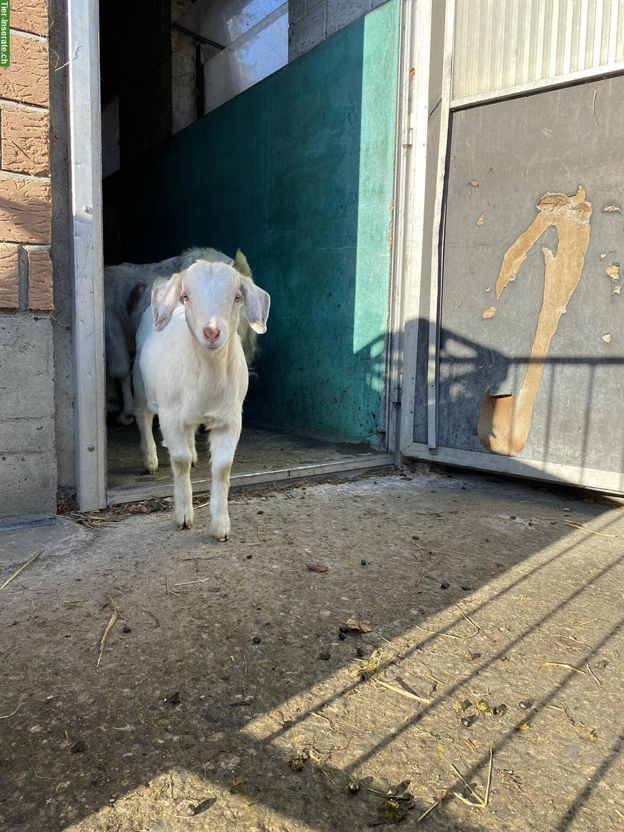 Bild 3: Junge Stiefelziege x Burenziege Gitzi